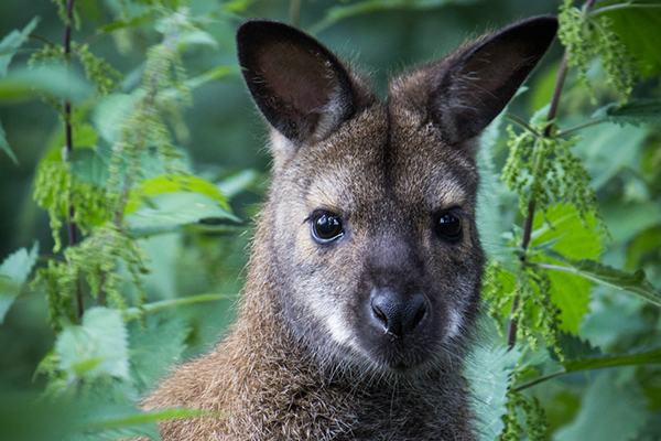 image-enhancement-wallaby-in-foliage