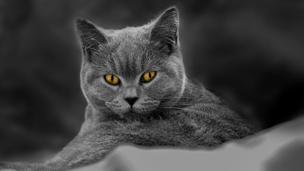 British-shorthair-colour-pop-eyes